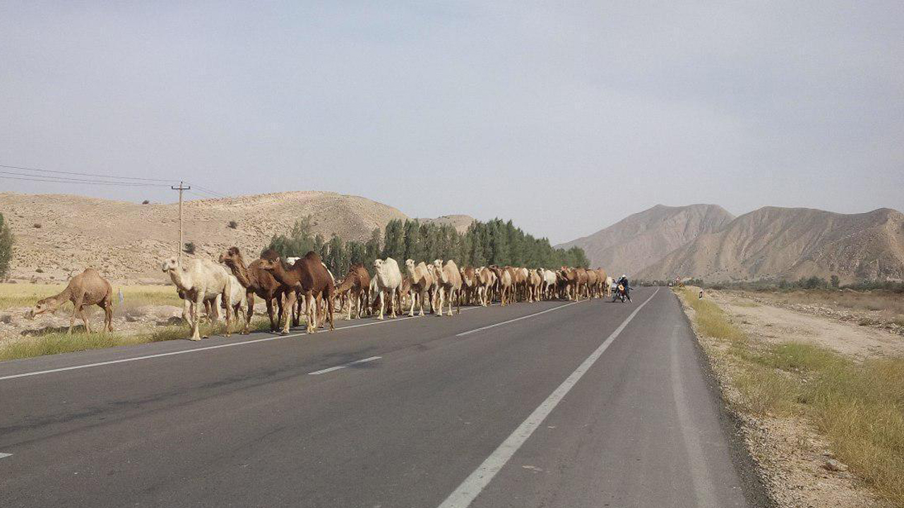آغاز کوچ بهاره شتر از مناطق قشلاقی خنج